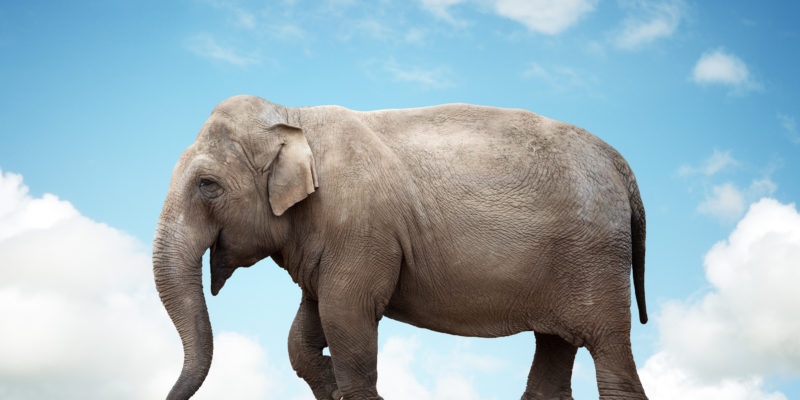 You Need a BHAG In Your Life Elephant balancing on a tightrope concept for risk, conquering a