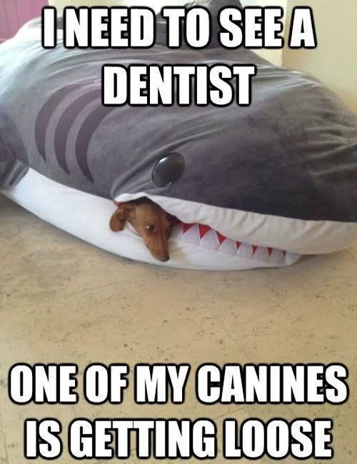 dental canine