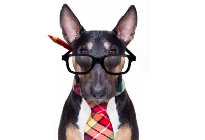 bull terrier dog tie going to work as office worker boss with nerd reading glasses , isolated on white background