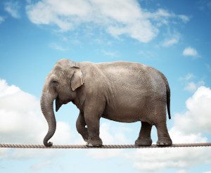 Elephant balancing on a tightrope concept for risk, conquering adversity and achievement